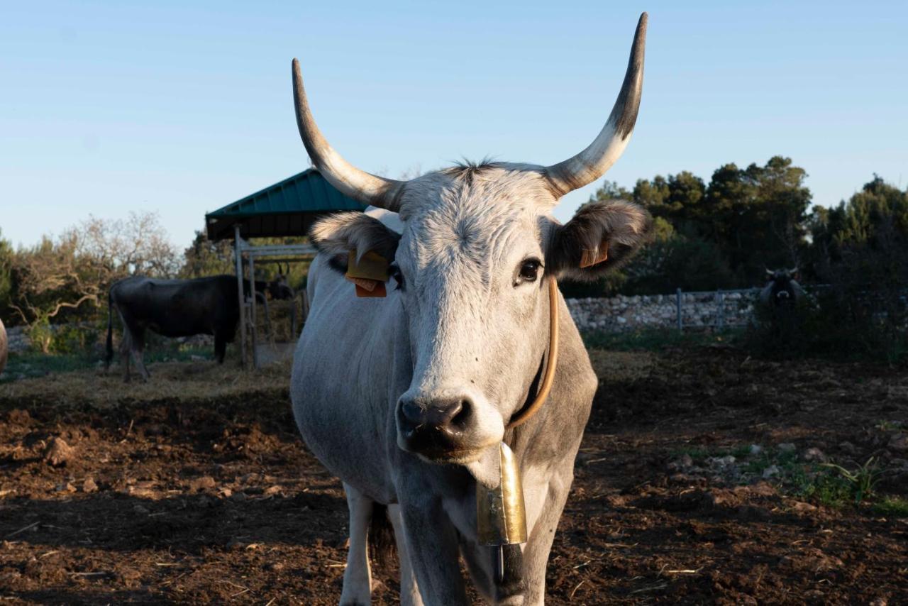Donnapaola Modern Farm Villa Altamura Kültér fotó